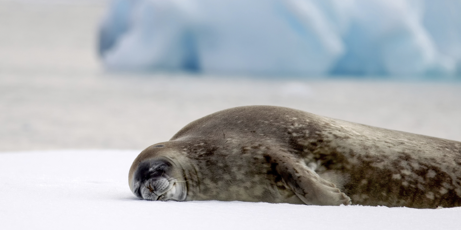 The 10 Best Itineraries for Animal Lovers